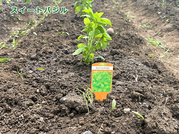 スイートバジルの写真